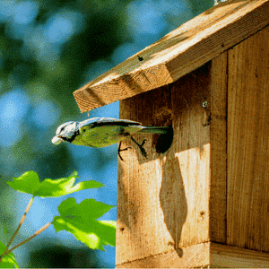 Vogelhäuschen